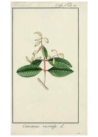 Reproducción/Reproduction 7535056204: Dreyhundert auserlesene amerikanische Gewächse nach linneischer Ordnung.. Nürnberg,Auf Kosten der Raspischen Buchh.,1785-88.