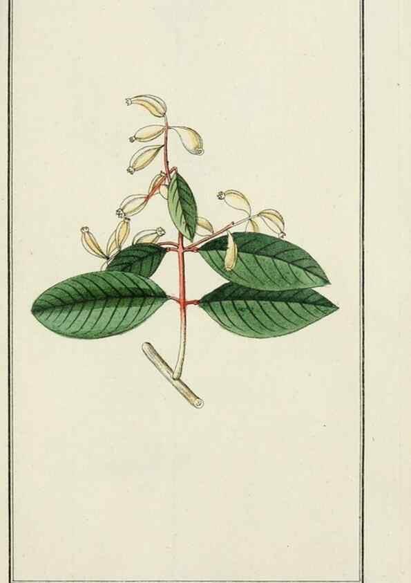 Reproducción/Reproduction 7535056204: Dreyhundert auserlesene amerikanische Gewächse nach linneischer Ordnung.. Nürnberg,Auf Kosten der Raspischen Buchh.,1785-88.