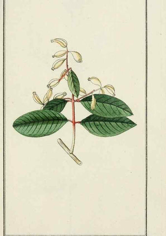 Reproducción/Reproduction 7535056204: Dreyhundert auserlesene amerikanische Gewächse nach linneischer Ordnung.. Nürnberg,Auf Kosten der Raspischen Buchh.,1785-88.