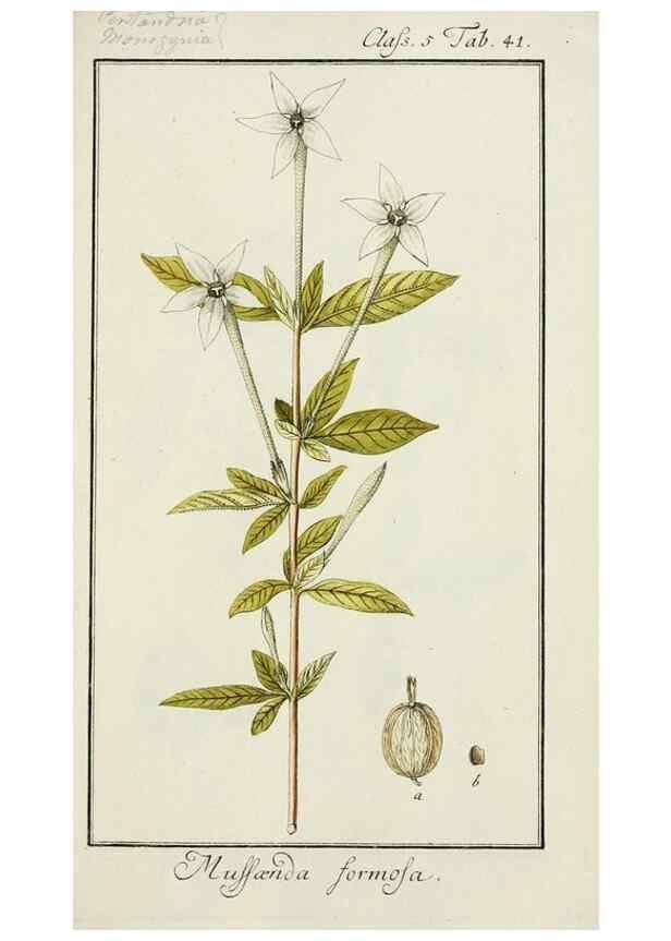 Reproducción/Reproduction 7535057284: Dreyhundert auserlesene amerikanische Gewächse nach linneischer Ordnung.. Nürnberg,Auf Kosten der Raspischen Buchh.,1785-88.