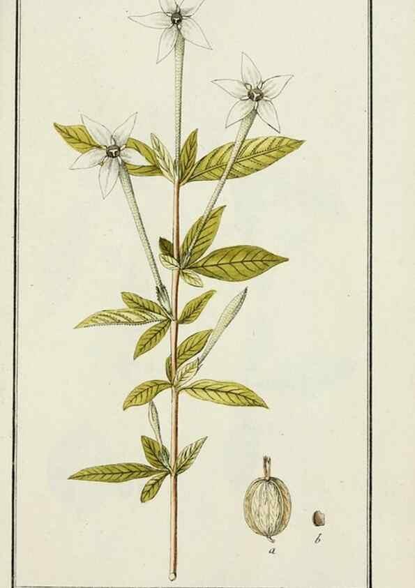 Reproducción/Reproduction 7535057284: Dreyhundert auserlesene amerikanische Gewächse nach linneischer Ordnung.. Nürnberg,Auf Kosten der Raspischen Buchh.,1785-88.