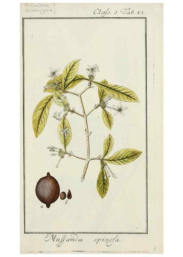 Reproducción/Reproduction 7535058310: Dreyhundert auserlesene amerikanische Gewächse nach linneischer Ordnung.. Nürnberg,Auf Kosten der Raspischen Buchh.,1785-88.