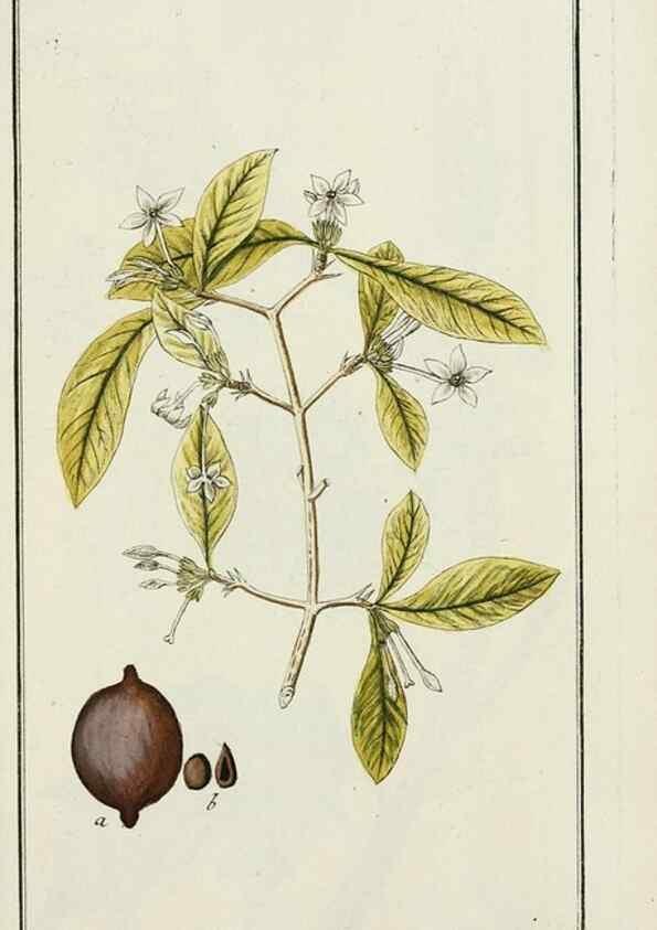 Reproducción/Reproduction 7535058310: Dreyhundert auserlesene amerikanische Gewächse nach linneischer Ordnung.. Nürnberg,Auf Kosten der Raspischen Buchh.,1785-88.