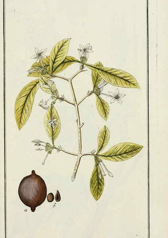 Reproducción/Reproduction 7535058310: Dreyhundert auserlesene amerikanische Gewächse nach linneischer Ordnung.. Nürnberg,Auf Kosten der Raspischen Buchh.,1785-88.