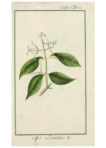 Reproducción/Reproduction 7535049930: Dreyhundert auserlesene amerikanische Gewächse nach linneischer Ordnung.. Nürnberg,Auf Kosten der Raspischen Buchh.,1785-88.