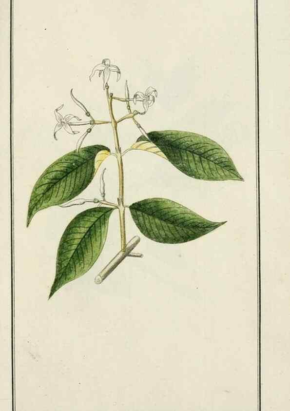 Reproducción/Reproduction 7535049930: Dreyhundert auserlesene amerikanische Gewächse nach linneischer Ordnung.. Nürnberg,Auf Kosten der Raspischen Buchh.,1785-88.