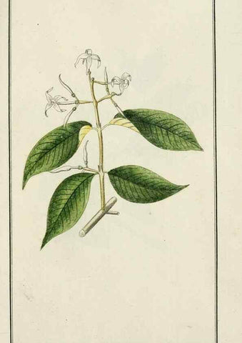 Reproducción/Reproduction 7535049930: Dreyhundert auserlesene amerikanische Gewächse nach linneischer Ordnung.. Nürnberg,Auf Kosten der Raspischen Buchh.,1785-88.