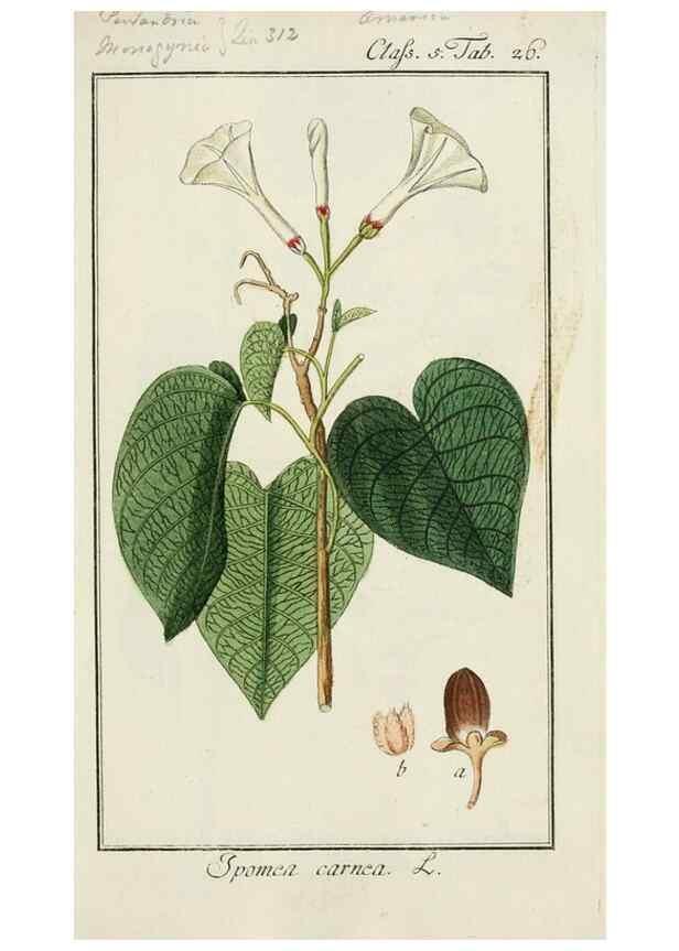 Reproducción/Reproduction 7535038504: Dreyhundert auserlesene amerikanische Gewächse nach linneischer Ordnung.. Nürnberg,Auf Kosten der Raspischen Buchh.,1785-88.