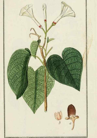 Reproducción/Reproduction 7535038504: Dreyhundert auserlesene amerikanische Gewächse nach linneischer Ordnung.. Nürnberg,Auf Kosten der Raspischen Buchh.,1785-88.