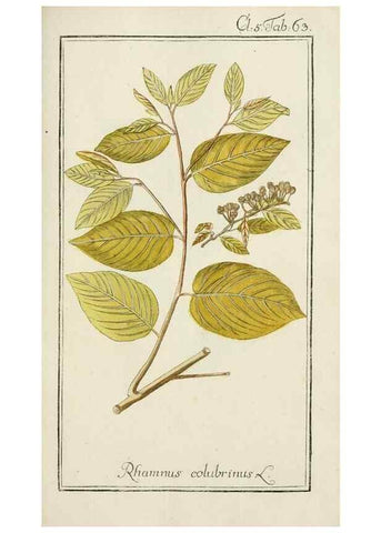 Reproducción/Reproduction 7535087490: Dreyhundert auserlesene amerikanische Gewächse nach linneischer Ordnung.. Nürnberg,Auf Kosten der Raspischen Buchh.,1785-88.