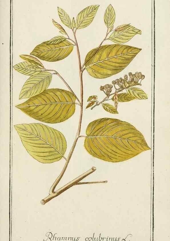 Reproducción/Reproduction 7535087490: Dreyhundert auserlesene amerikanische Gewächse nach linneischer Ordnung.. Nürnberg,Auf Kosten der Raspischen Buchh.,1785-88.