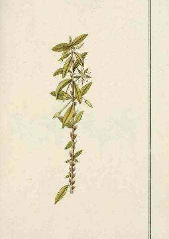 Reproducción/Reproduction 7535090022: Dreyhundert auserlesene amerikanische Gewächse nach linneischer Ordnung.. Nürnberg,Auf Kosten der Raspischen Buchh.,1785-88.