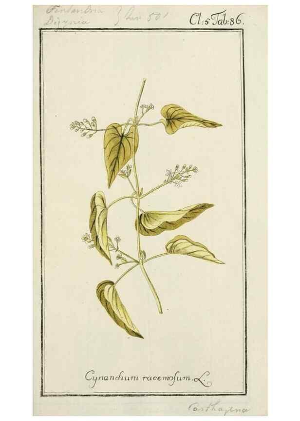 Reproducción/Reproduction 7535119436: Dreyhundert auserlesene amerikanische Gewächse nach linneischer Ordnung.. Nürnberg,Auf Kosten der Raspischen Buchh.,1785-88.
