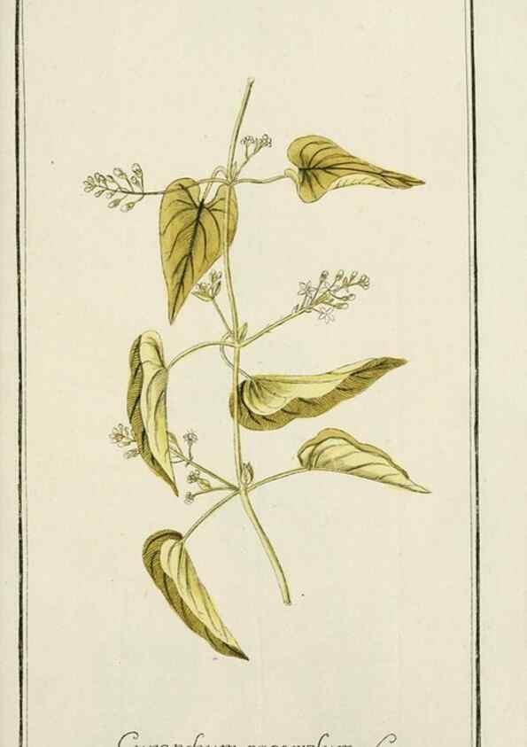 Reproducción/Reproduction 7535119436: Dreyhundert auserlesene amerikanische Gewächse nach linneischer Ordnung.. Nürnberg,Auf Kosten der Raspischen Buchh.,1785-88.