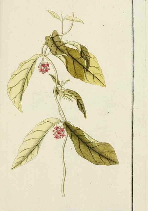 Reproducción/Reproduction 7535122454: Dreyhundert auserlesene amerikanische Gewächse nach linneischer Ordnung.. Nürnberg,Auf Kosten der Raspischen Buchh.,1785-88.