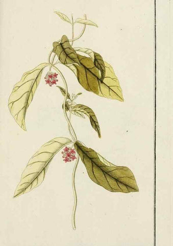 Reproducción/Reproduction 7535122454: Dreyhundert auserlesene amerikanische Gewächse nach linneischer Ordnung.. Nürnberg,Auf Kosten der Raspischen Buchh.,1785-88.