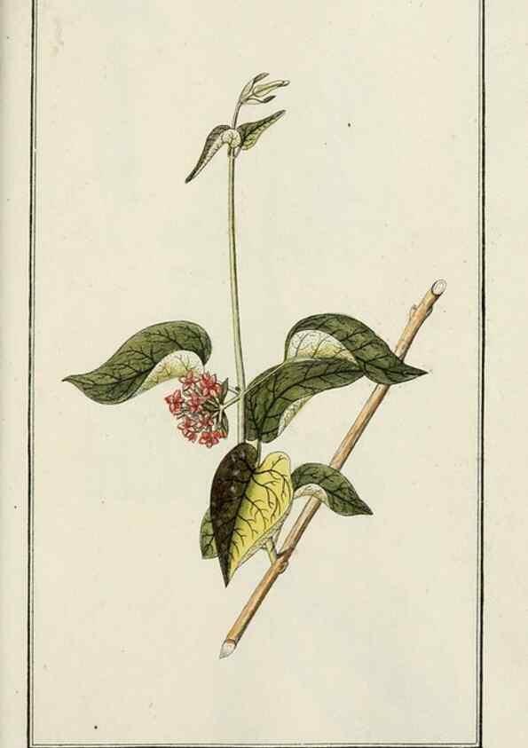 Reproducción/Reproduction 7535123624: Dreyhundert auserlesene amerikanische Gewächse nach linneischer Ordnung.. Nürnberg,Auf Kosten der Raspischen Buchh.,1785-88.