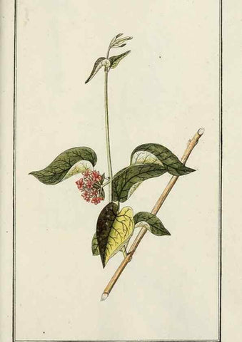 Reproducción/Reproduction 7535123624: Dreyhundert auserlesene amerikanische Gewächse nach linneischer Ordnung.. Nürnberg,Auf Kosten der Raspischen Buchh.,1785-88.