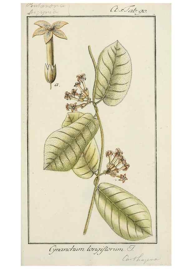 Reproducción/Reproduction 7535125694: Dreyhundert auserlesene amerikanische Gewächse nach linneischer Ordnung.. Nürnberg,Auf Kosten der Raspischen Buchh.,1785-88.