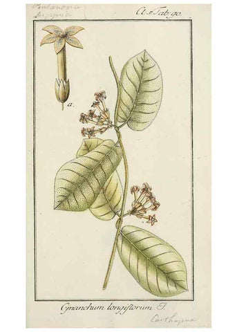 Reproducción/Reproduction 7535125694: Dreyhundert auserlesene amerikanische Gewächse nach linneischer Ordnung.. Nürnberg,Auf Kosten der Raspischen Buchh.,1785-88.