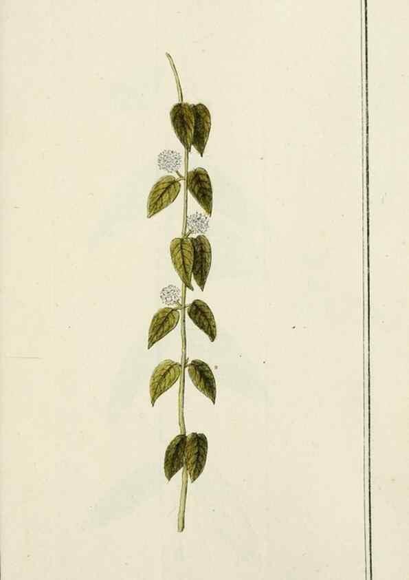 Reproducción/Reproduction 7535127002: Dreyhundert auserlesene amerikanische Gewächse nach linneischer Ordnung.. Nürnberg,Auf Kosten der Raspischen Buchh.,1785-88.