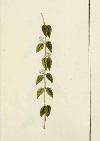 Reproducción/Reproduction 7535127002: Dreyhundert auserlesene amerikanische Gewächse nach linneischer Ordnung.. Nürnberg,Auf Kosten der Raspischen Buchh.,1785-88.