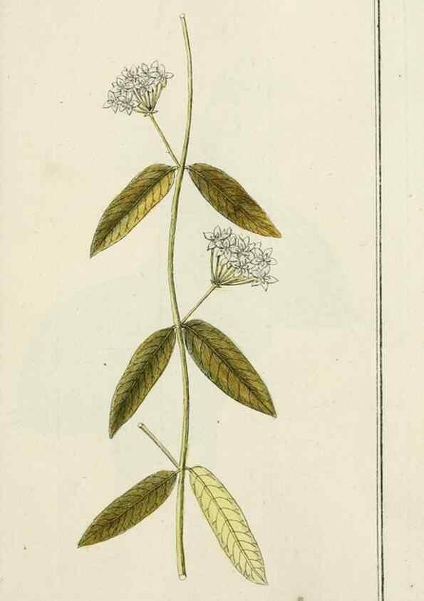 Reproducción/Reproduction 7535128404: Dreyhundert auserlesene amerikanische Gewächse nach linneischer Ordnung.. Nürnberg,Auf Kosten der Raspischen Buchh.,1785-88.