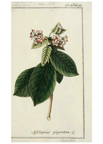 Reproducción/Reproduction 7535129840: Dreyhundert auserlesene amerikanische Gewächse nach linneischer Ordnung.. Nürnberg,Auf Kosten der Raspischen Buchh.,1785-88.