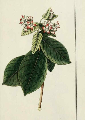 Reproducción/Reproduction 7535129840: Dreyhundert auserlesene amerikanische Gewächse nach linneischer Ordnung.. Nürnberg,Auf Kosten der Raspischen Buchh.,1785-88.