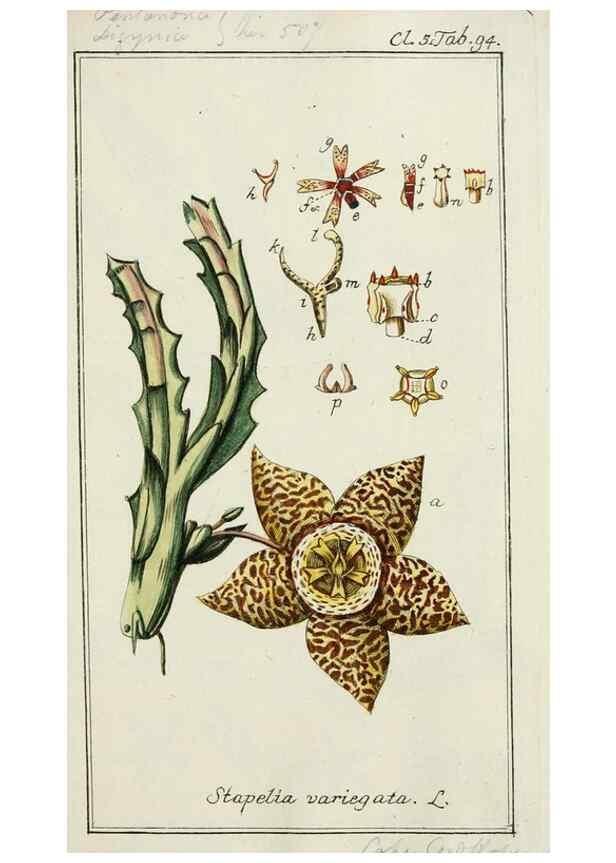 Reproducción/Reproduction 7535131444: Dreyhundert auserlesene amerikanische Gewächse nach linneischer Ordnung.. Nürnberg,Auf Kosten der Raspischen Buchh.,1785-88.