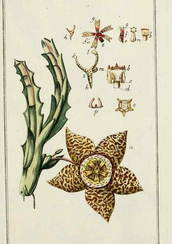Reproducción/Reproduction 7535131444: Dreyhundert auserlesene amerikanische Gewächse nach linneischer Ordnung.. Nürnberg,Auf Kosten der Raspischen Buchh.,1785-88.