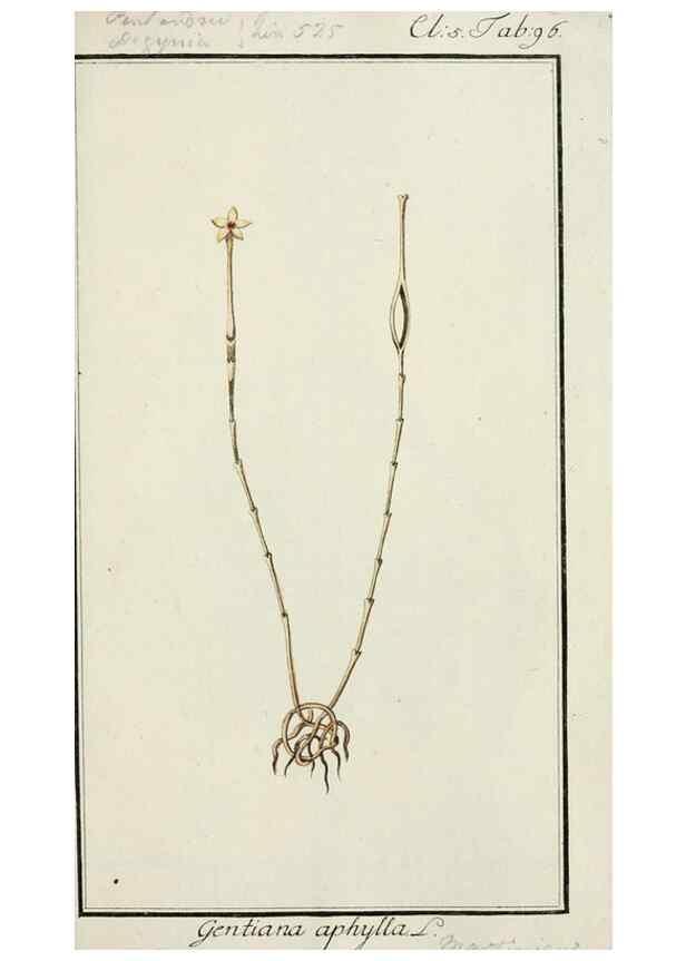 Reproducción/Reproduction 7535134160: Dreyhundert auserlesene amerikanische Gewächse nach linneischer Ordnung.. Nürnberg,Auf Kosten der Raspischen Buchh.,1785-88.