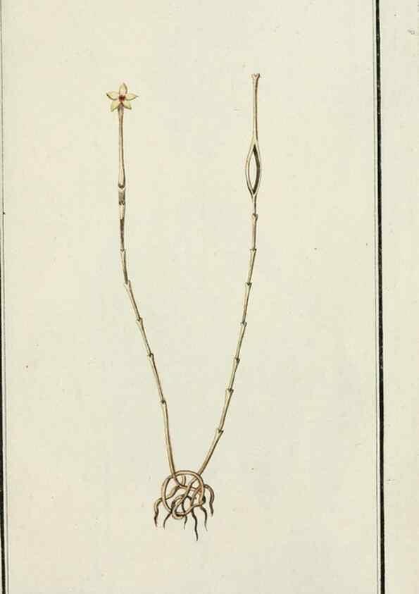 Reproducción/Reproduction 7535134160: Dreyhundert auserlesene amerikanische Gewächse nach linneischer Ordnung.. Nürnberg,Auf Kosten der Raspischen Buchh.,1785-88.