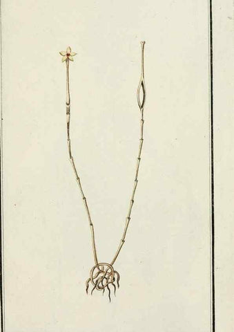 Reproducción/Reproduction 7535134160: Dreyhundert auserlesene amerikanische Gewächse nach linneischer Ordnung.. Nürnberg,Auf Kosten der Raspischen Buchh.,1785-88.