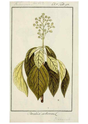 Reproducción/Reproduction 7535135960: Dreyhundert auserlesene amerikanische Gewächse nach linneischer Ordnung.. Nürnberg,Auf Kosten der Raspischen Buchh.,1785-88.