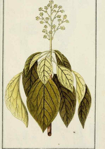 Reproducción/Reproduction 7535135960: Dreyhundert auserlesene amerikanische Gewächse nach linneischer Ordnung.. Nürnberg,Auf Kosten der Raspischen Buchh.,1785-88.