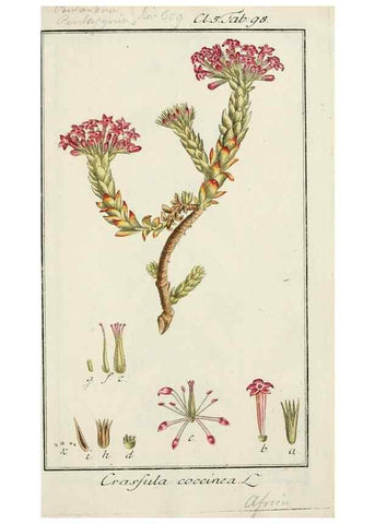 Reproducción/Reproduction 7535137846: Dreyhundert auserlesene amerikanische Gewächse nach linneischer Ordnung.. Nürnberg,Auf Kosten der Raspischen Buchh.,1785-88.