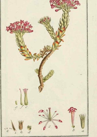 Reproducción/Reproduction 7535137846: Dreyhundert auserlesene amerikanische Gewächse nach linneischer Ordnung.. Nürnberg,Auf Kosten der Raspischen Buchh.,1785-88.