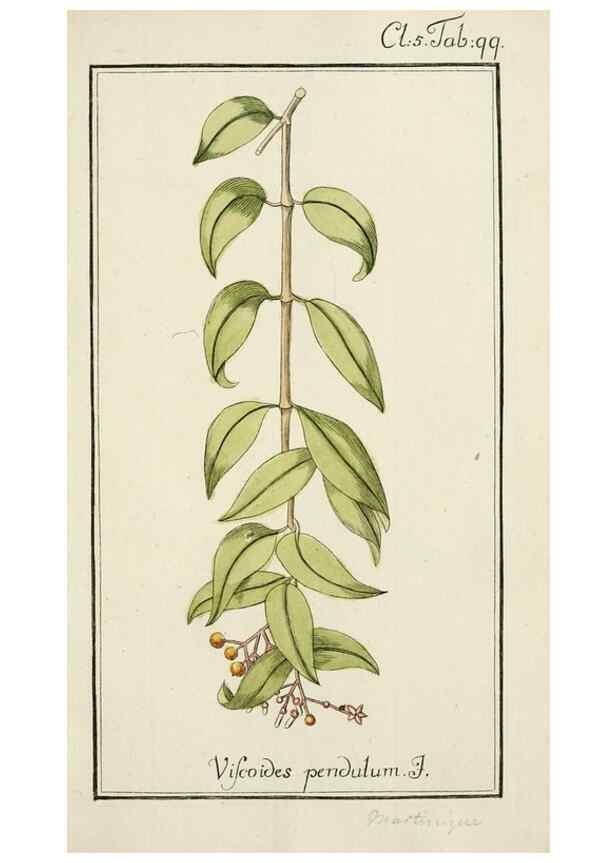 Reproducción/Reproduction 7535139662: Dreyhundert auserlesene amerikanische Gewächse nach linneischer Ordnung.. Nürnberg,Auf Kosten der Raspischen Buchh.,1785-88.