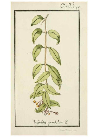 Reproducción/Reproduction 7535139662: Dreyhundert auserlesene amerikanische Gewächse nach linneischer Ordnung.. Nürnberg,Auf Kosten der Raspischen Buchh.,1785-88.