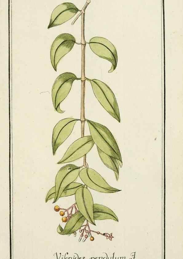 Reproducción/Reproduction 7535139662: Dreyhundert auserlesene amerikanische Gewächse nach linneischer Ordnung.. Nürnberg,Auf Kosten der Raspischen Buchh.,1785-88.