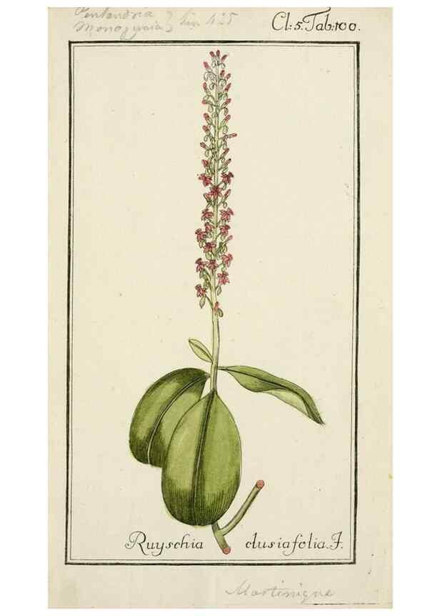 Reproducción/Reproduction 7535141252: Dreyhundert auserlesene amerikanische Gewächse nach linneischer Ordnung.. Nürnberg,Auf Kosten der Raspischen Buchh.,1785-88.