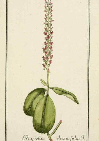 Reproducción/Reproduction 7535141252: Dreyhundert auserlesene amerikanische Gewächse nach linneischer Ordnung.. Nürnberg,Auf Kosten der Raspischen Buchh.,1785-88.