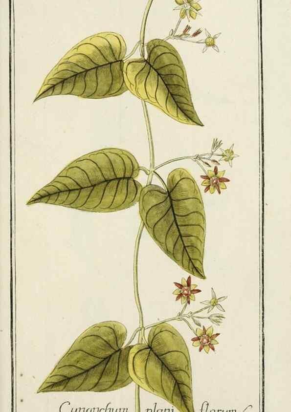 Reproducción/Reproduction 7535117866: Dreyhundert auserlesene amerikanische Gewächse nach linneischer Ordnung.. Nürnberg,Auf Kosten der Raspischen Buchh.,1785-88.