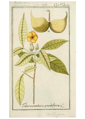Reproducción/Reproduction 7535116520: Dreyhundert auserlesene amerikanische Gewächse nach linneischer Ordnung.. Nürnberg,Auf Kosten der Raspischen Buchh.,1785-88.