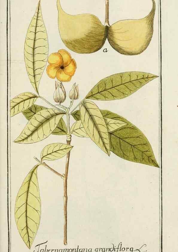 Reproducción/Reproduction 7535116520: Dreyhundert auserlesene amerikanische Gewächse nach linneischer Ordnung.. Nürnberg,Auf Kosten der Raspischen Buchh.,1785-88.