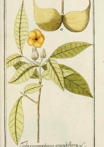 Reproducción/Reproduction 7535116520: Dreyhundert auserlesene amerikanische Gewächse nach linneischer Ordnung.. Nürnberg,Auf Kosten der Raspischen Buchh.,1785-88.