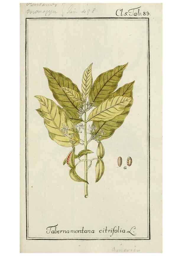 Reproducción/Reproduction 7535115202: Dreyhundert auserlesene amerikanische Gewächse nach linneischer Ordnung.. Nürnberg,Auf Kosten der Raspischen Buchh.,1785-88.