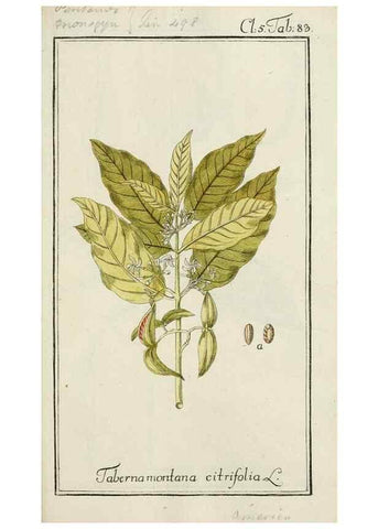 Reproducción/Reproduction 7535115202: Dreyhundert auserlesene amerikanische Gewächse nach linneischer Ordnung.. Nürnberg,Auf Kosten der Raspischen Buchh.,1785-88.