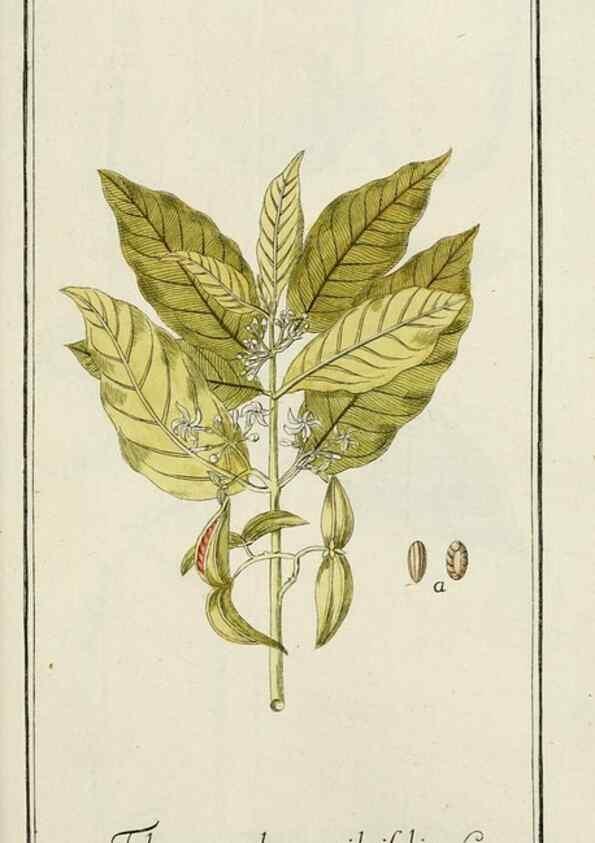 Reproducción/Reproduction 7535115202: Dreyhundert auserlesene amerikanische Gewächse nach linneischer Ordnung.. Nürnberg,Auf Kosten der Raspischen Buchh.,1785-88.